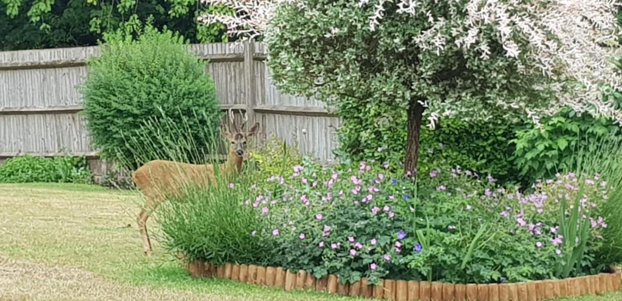 Ha'Penny Acre Bed & Breakfast Sherfield English Exterior foto